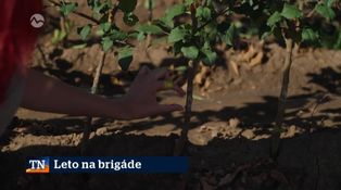 Leto na brigáde