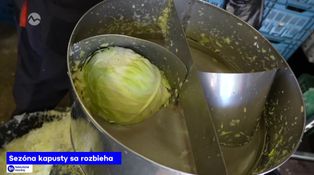Sezóna kapusty sa rozbieha