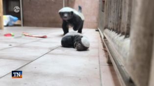 Mláďa najnebojácnejšieho predátora