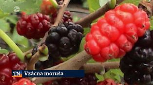 Vzácna moruša