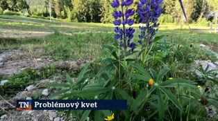 Problémový kvet