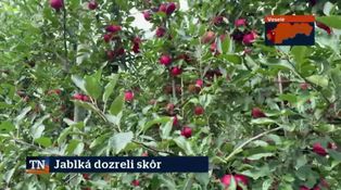 Jablká dozreli skôr
