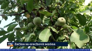 Začína sa orechová sezóna