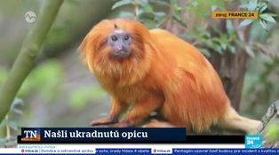 Našli ukradnutú opicu