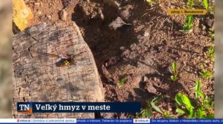 Veľký hmyz v meste