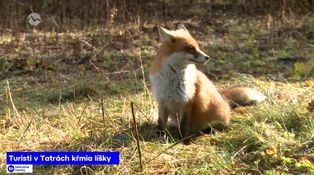 Turisti v Tatrách kŕmia líšky