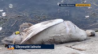 Uhynuté labute