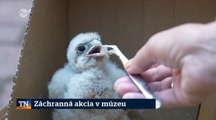 Záchranná akcia v múzeu