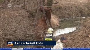 Ako zachrániť koňa