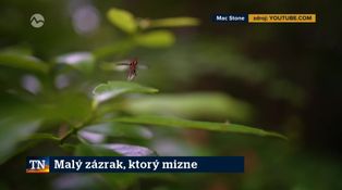 Malý zázrak, ktorý mizne