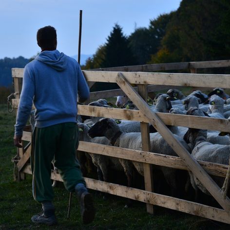 Ovečky na Farme