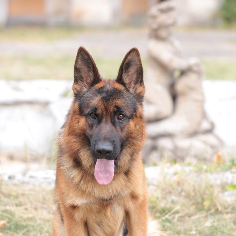 Rex