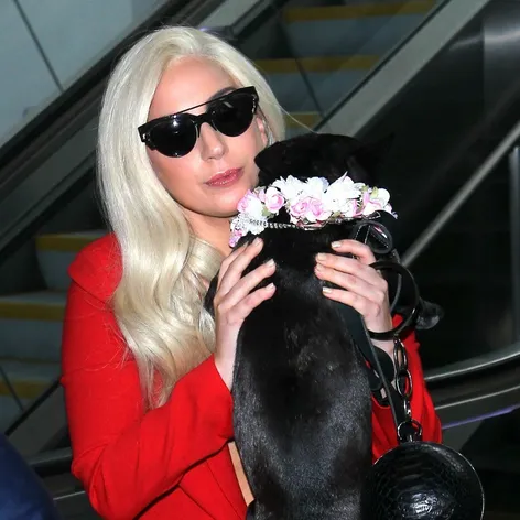 Lady Gaga a jej miláčikovia