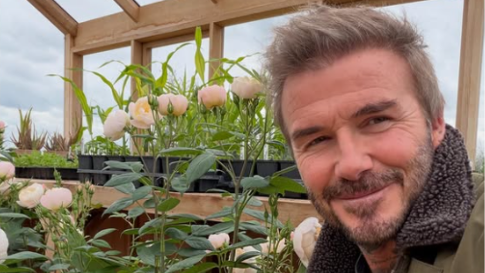 David Beckham vo svojej ružovej záhrade.