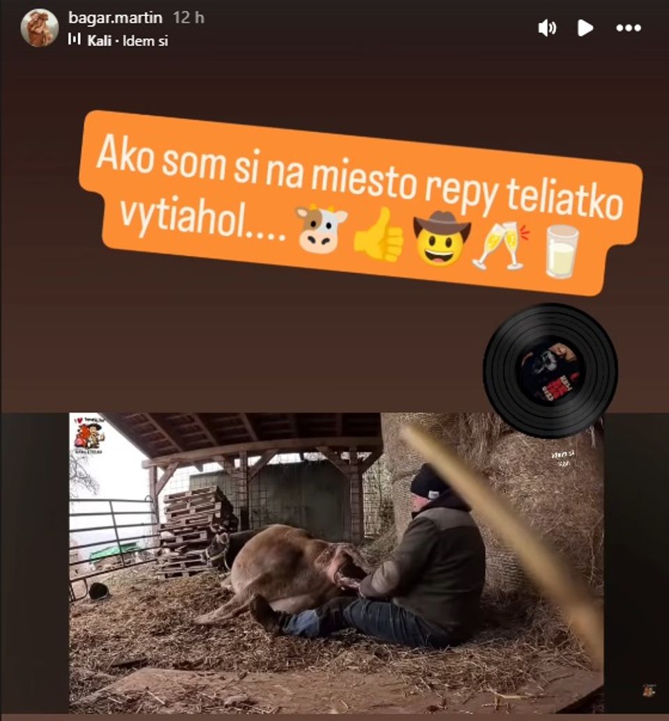Hospodár Martin pomáha pri narodení malého býčka