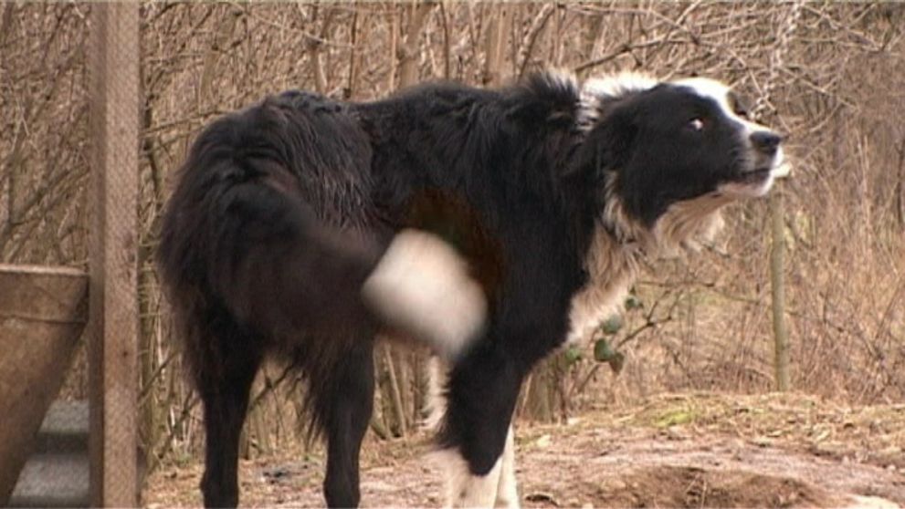 Zakážu na Slovensku psov na reťazi? Máme tu taký návrh