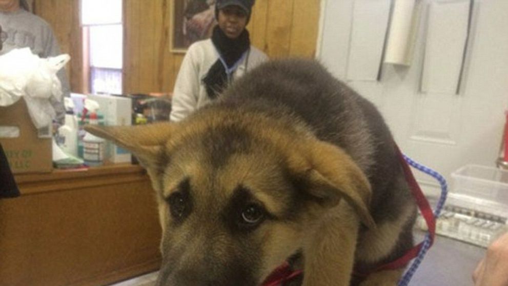 Len nie k veterinárovi! Rozkošné snímky zvierat, ktoré pred doktorom „pustili do gatí“