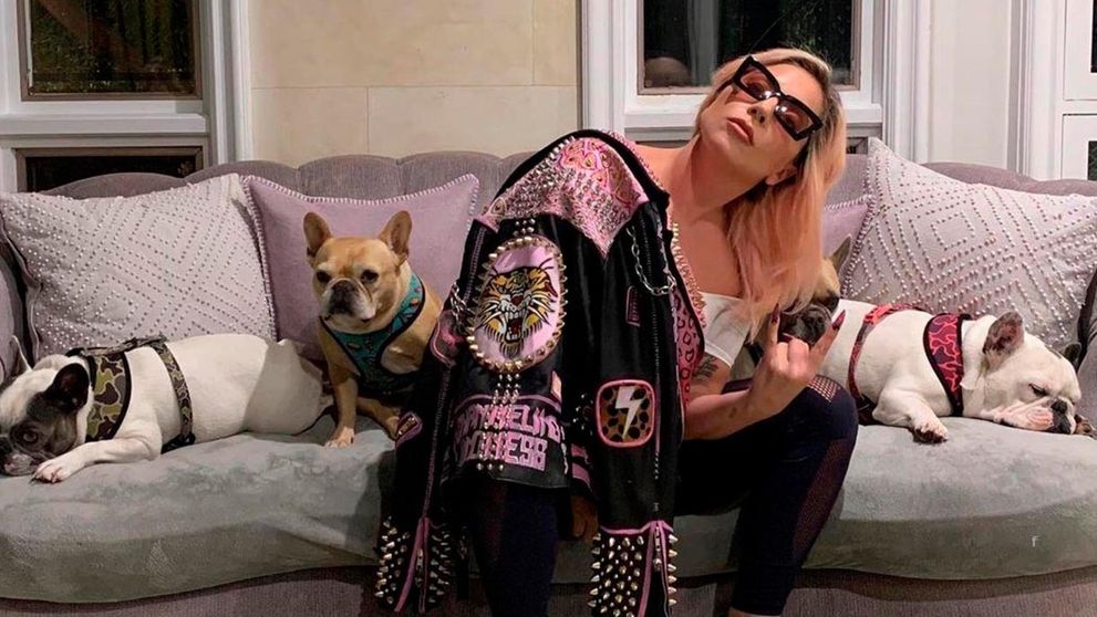 Lady Gaga ponúkla pol milióna za nájdenie jej psíkov: Je čas platiť