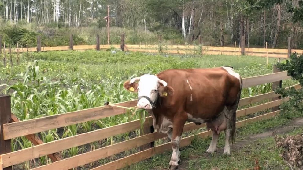 Chvíľa nepozornosti a valí sa pohroma: Zvieratá zobrali Farmu útokom