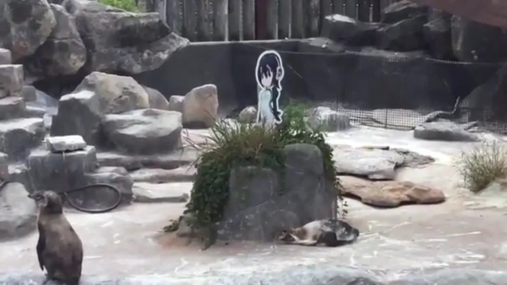 Tučniak Grape-kun zomrel po boku svojej lásky. Kreslenej postavičky