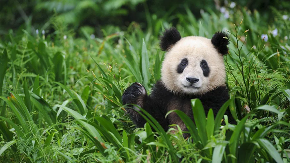 Otestujte sa: Je pravda, že keď panda ochutná mäso, prestane jesť bambus?