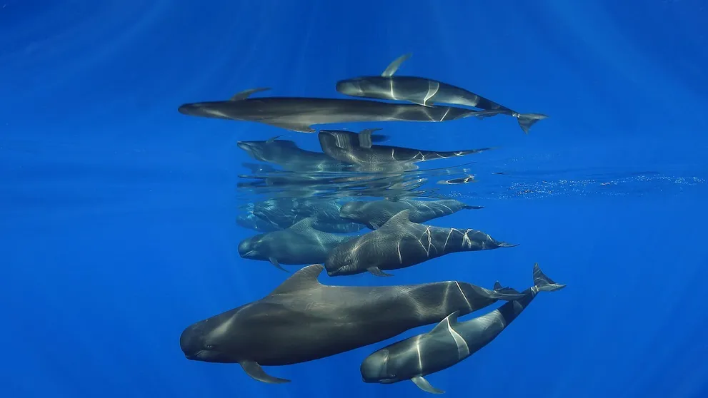 Súťaž Ocean Art pozná víťazov: Pozrite si najkrajšie snímky života pod hladinou