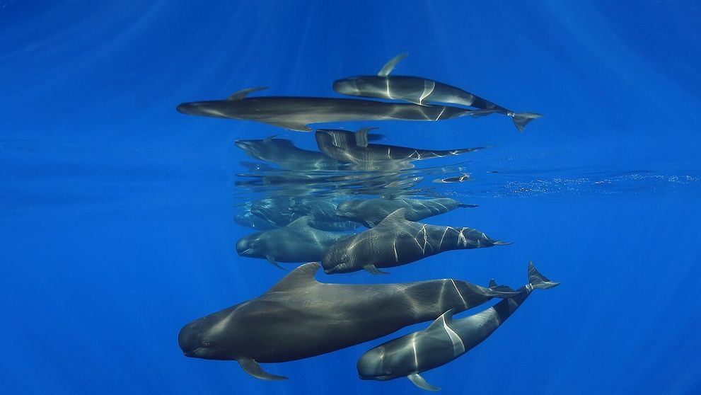 Súťaž Ocean Art pozná víťazov: Pozrite si najkrajšie snímky života pod hladinou