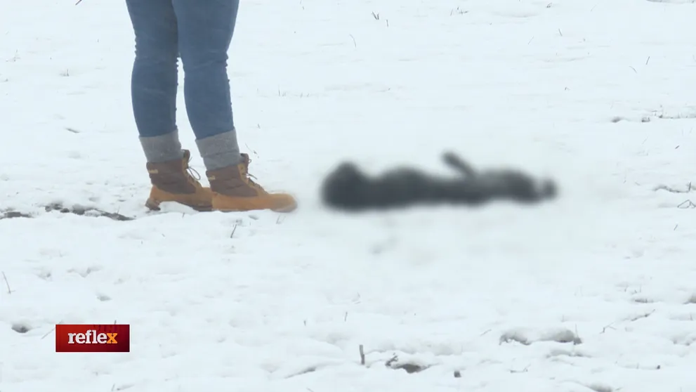 Opäť sme našli množstvo uhynutých psov pri osade v Trebišove